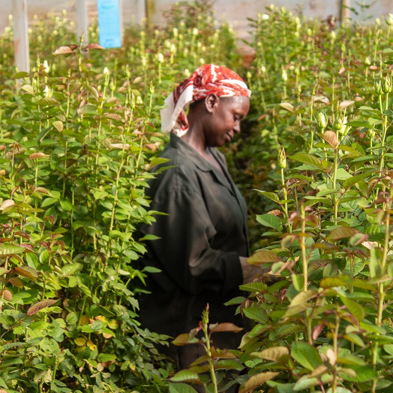 Lauren International Flowers Quality flowers